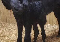 Crystal Blue Chantal