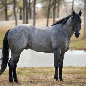 Valentines Day Breeding-Perks In Blue