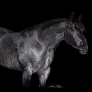 Valentines Day Breeding-Roll N Stone