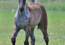 Rollin N Blueberries