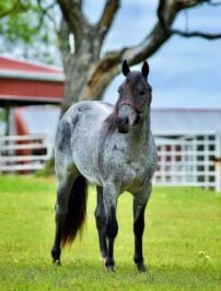 copycatboon_three_qtrs