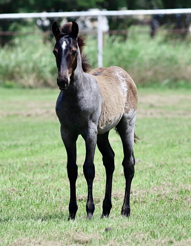 Aaron Ranch | Roll N Flash