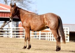 Rockies Playful Lena