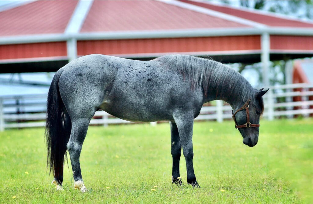 great_catsby_profile
