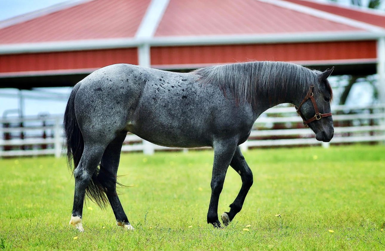 great_catsby_profile_walk
