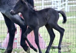 Idolized In Blue X Funny B Blue on Blue