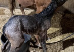 Peptoboonsmal X DejaVu N Blue