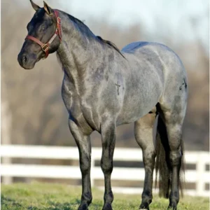 Valentines Day Breeding-Stone Blue Valentine