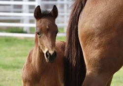 Dualin Blu Moon X Paradox Lil May