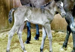 Great Catsby X Jolena Peptolena