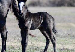 Great Catsby X Mecom Royal Blue