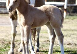 Great Catsby X Su Shiney Lena