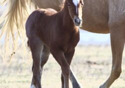 Peptoboonsmal X Shining Stuff