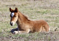 Stone Blue Valentine X Silver Goose
