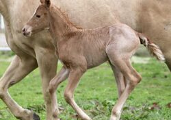 Venom Boonsmal X Su Shiney Lena