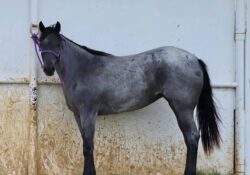 Bonnie Blu Valentine