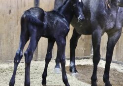 Stone Blue Valentine X Lil Silver Ribbon