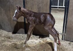 Peptoboonsmal X Shiners Playful Pet