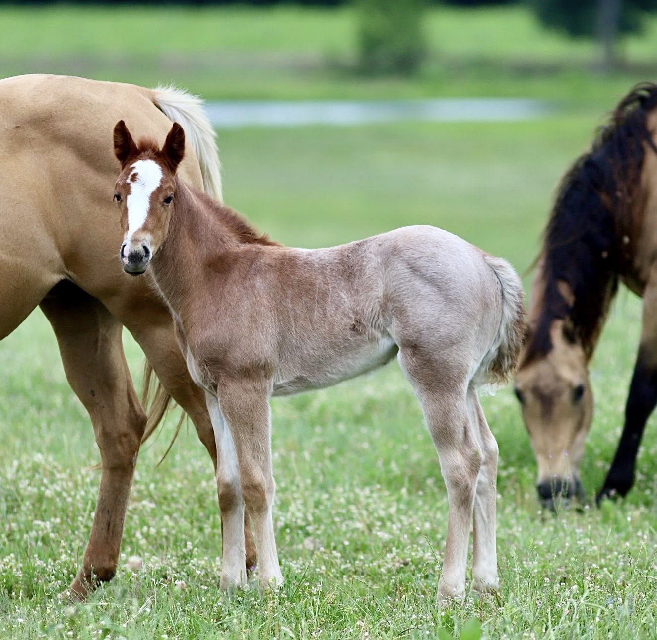 Aaron Ranch | Venom Boonsmal X Smart Chic An Tari
