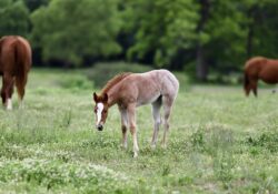 Venom Boonsmal X Smart Chic An Tari