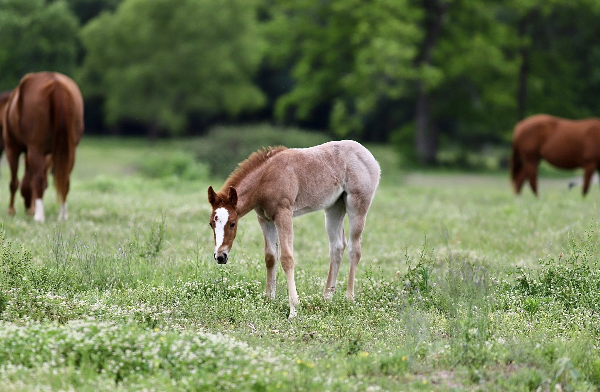 Aaron Ranch | Venom Boonsmal X Smart Chic An Tari