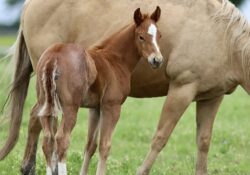 Venom Boonsmal X Yellow Rose of Sioux