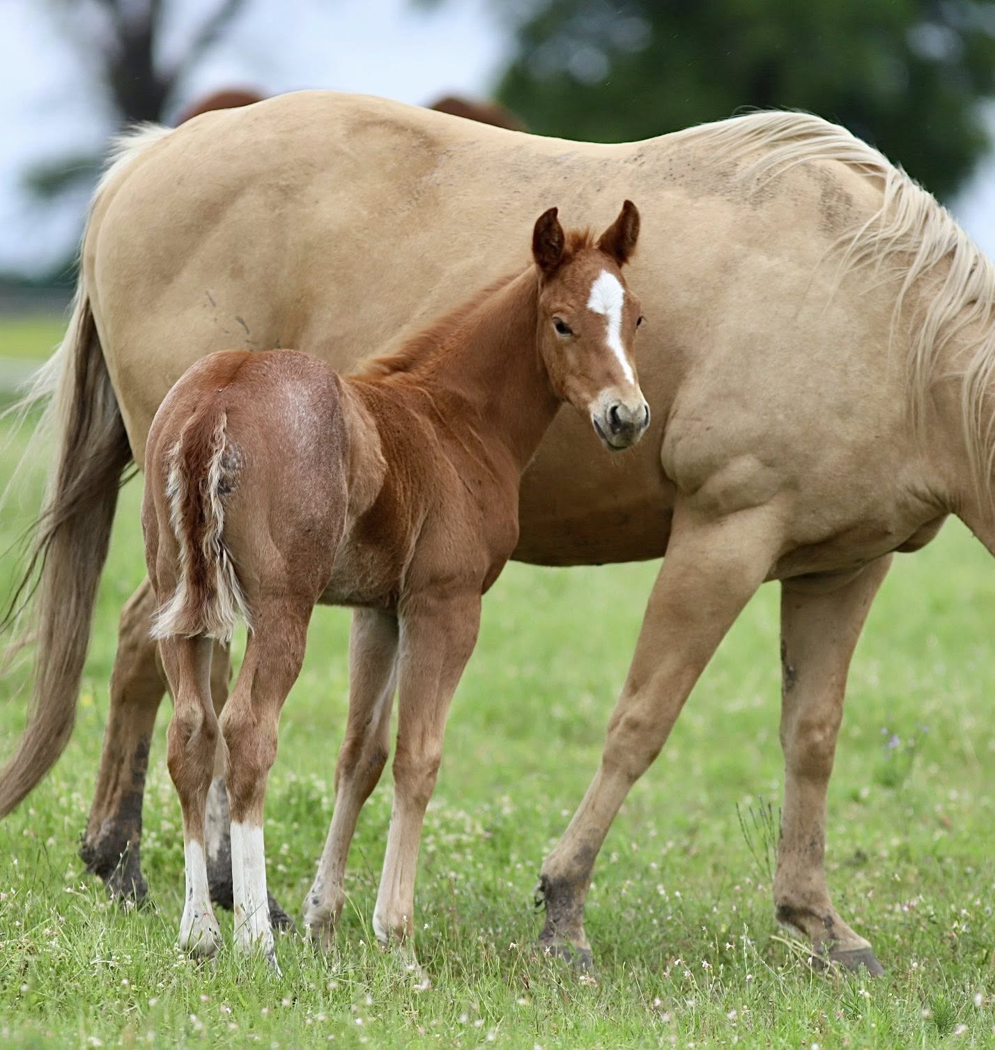 Aaron Ranch | Venom Boonsmal X Yellow Rose of Sioux
